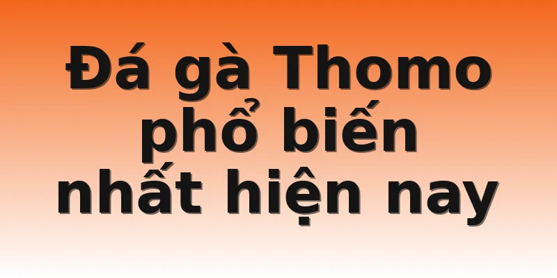 Đá gà Thomo phổ biến nhất hiện nay