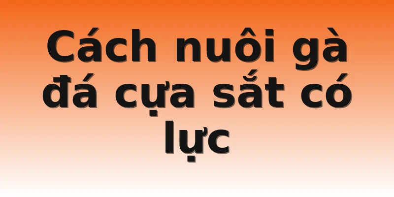 Cách nuôi gà đá cựa sắt có lực
