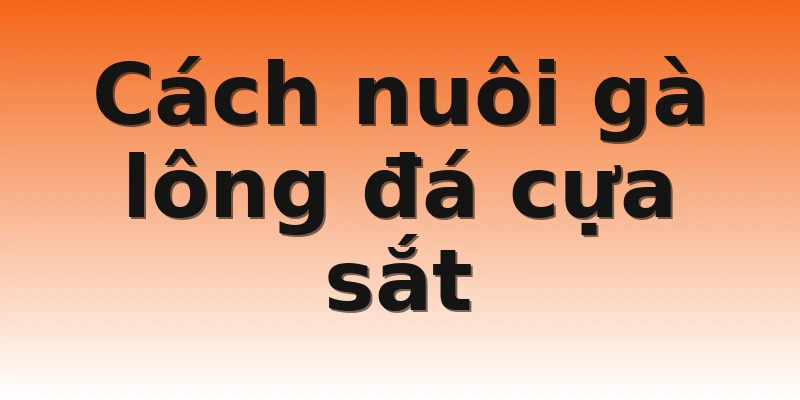 Cách nuôi gà lông đá cựa sắt