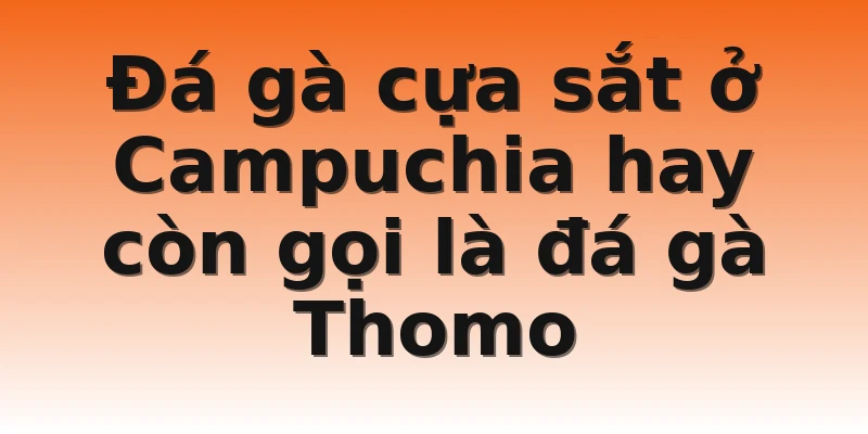 Đá gà cựa sắt ở Campuchia hay còn gọi là đá gà Thomo