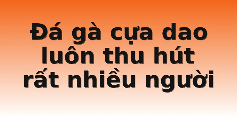 Đá gà cựa dao luôn thu hút rất nhiều người
