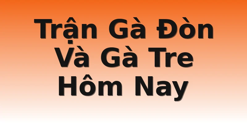 Trận Gà Đòn Và Gà Tre Hôm Nay