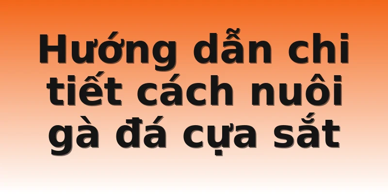 Hướng dẫn chi tiết cách nuôi gà đá cựa sắt