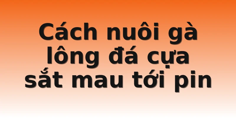 Cách nuôi gà lông đá cựa sắt mau tới pin