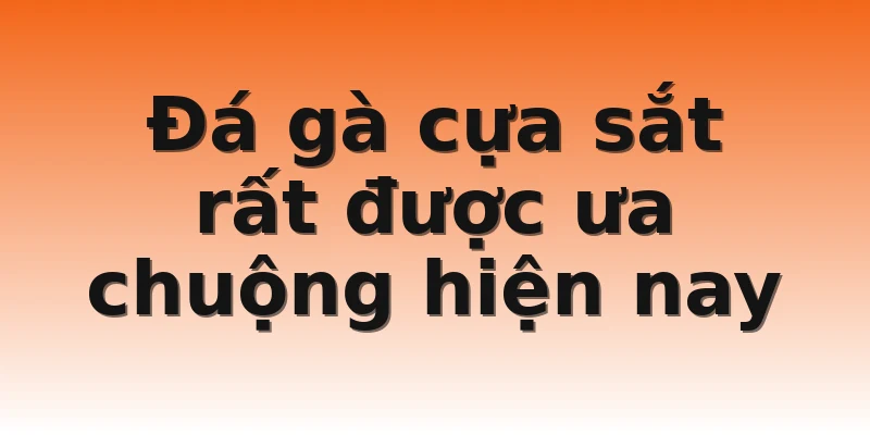 Đá gà cựa sắt rất được ưa chuộng hiện nay