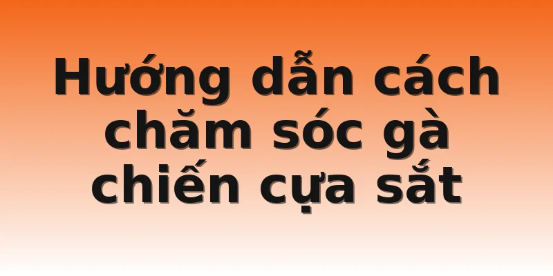 Hướng dẫn cách chăm sóc gà chiến cựa sắt