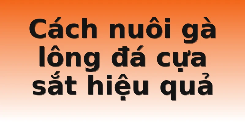 Cách nuôi gà lông đá cựa sắt hiệu quả