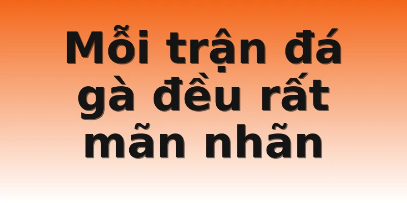Mỗi trận đá gà đều rất mãn nhãn