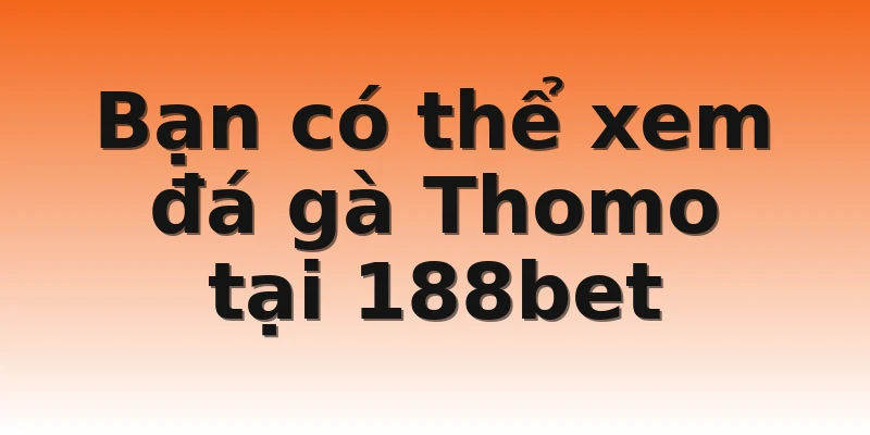 Bạn có thể xem đá gà Thomo tại 188bet