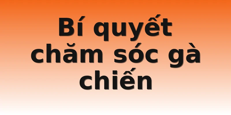 Bí quyết chăm sóc gà chiến