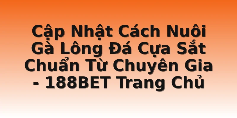 Cập Nhật Cách Nuôi Gà Lông Đá Cựa Sắt Chuẩn Từ Chuyên Gia - 188BET Trang Chủ